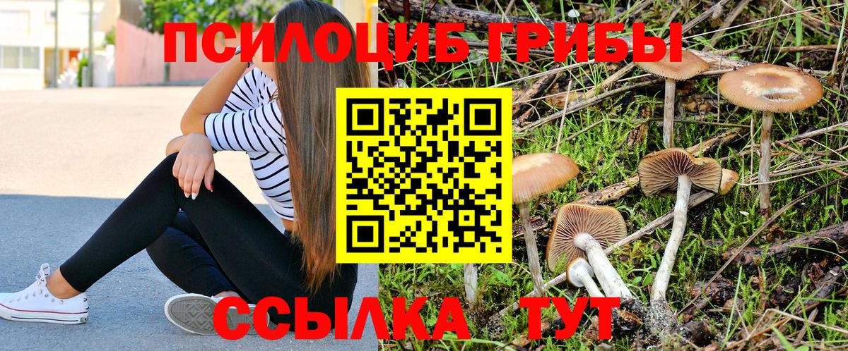 сколько стоит  Вход с VPN  Белая Калитва  Псилоцибиновые грибы мицелий 